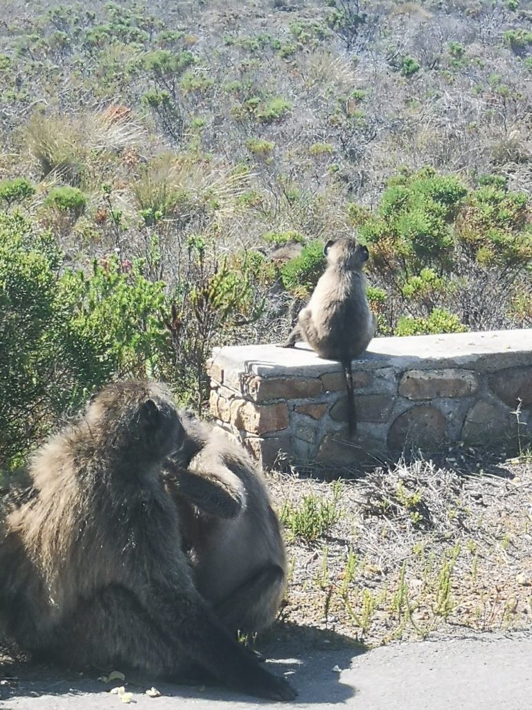 Les babouins sur la route, Afrique du Sud

