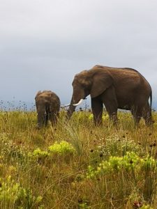Le Safari en famille en Afrique du Sud